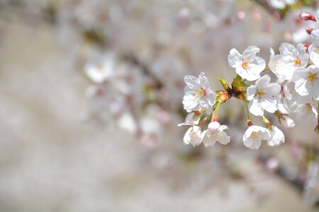 Pink spring elderly people