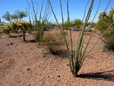 Organ Pipe Cactus NM in Arizona
