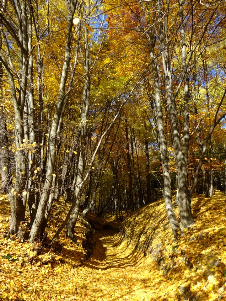 Landscape autumn tree