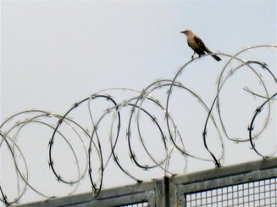 On the Wire photo