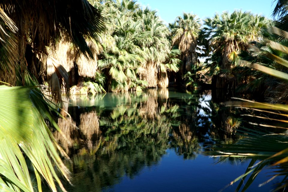 Dos Palmas in California Desert District