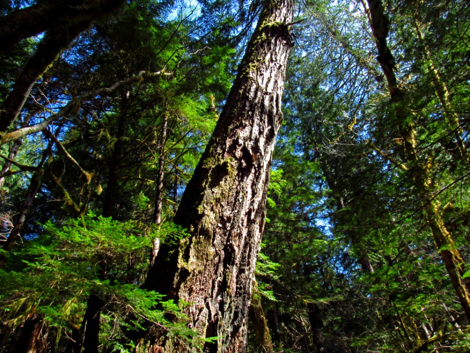 Falls Creek Falls Trail in WA