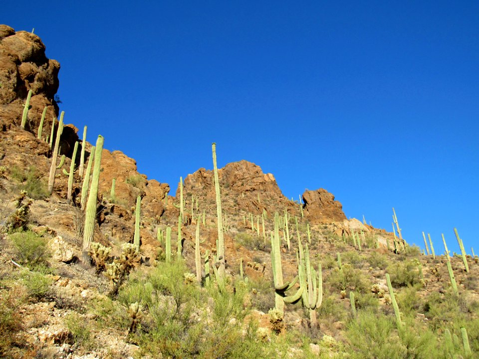 Saguaro NP in Arizona
