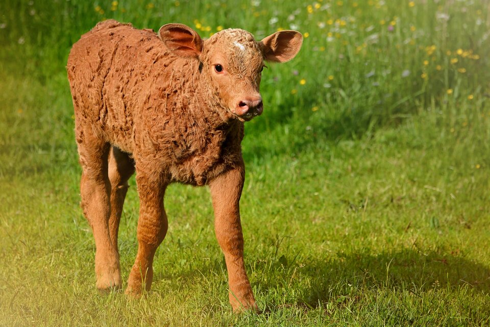 Livestock cattle meadow