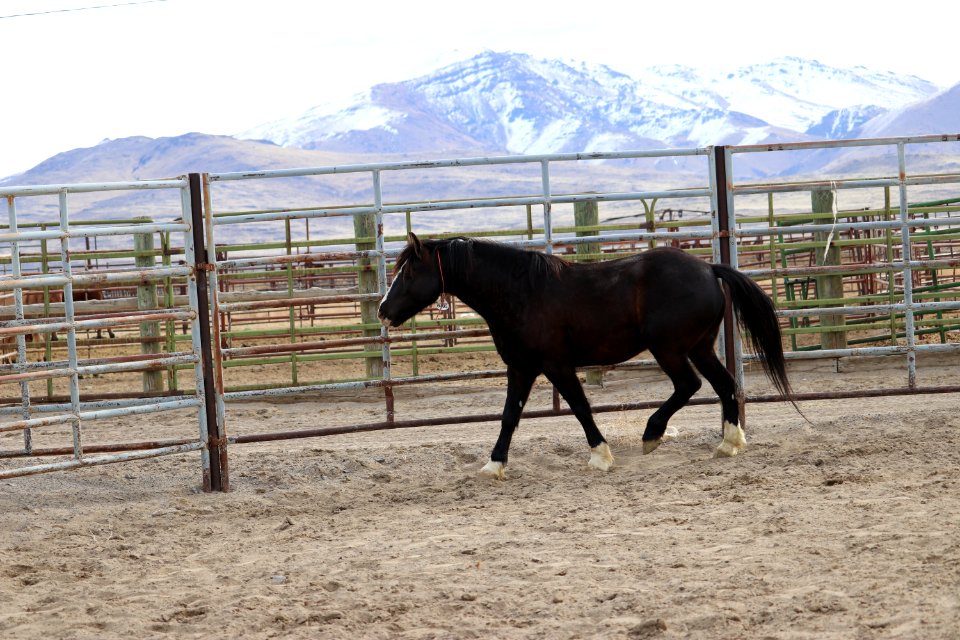 8485  5 year old gelding (3)