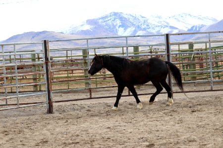 8485  5 year old gelding (3)