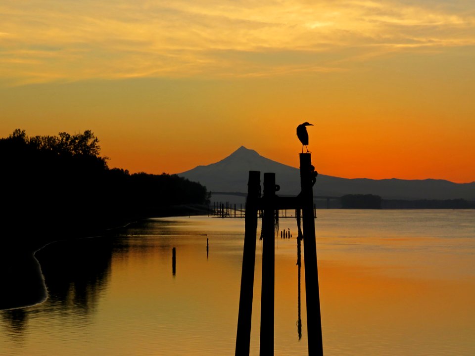 Blue Heron, Columbia River, and Mt. Hood at Sunrise