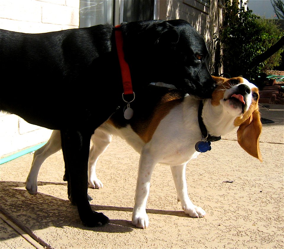 How About A Slobbery Kiss?