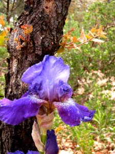 Iris and Oak