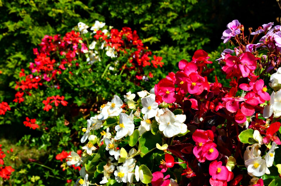 Begonias flowerpots phlox