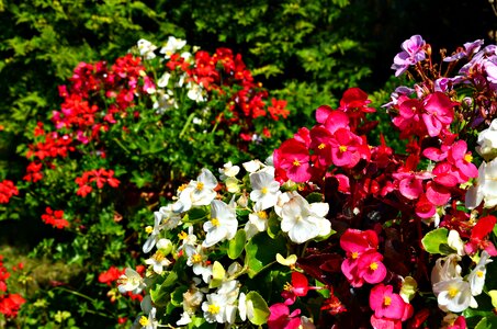 Begonias flowerpots phlox