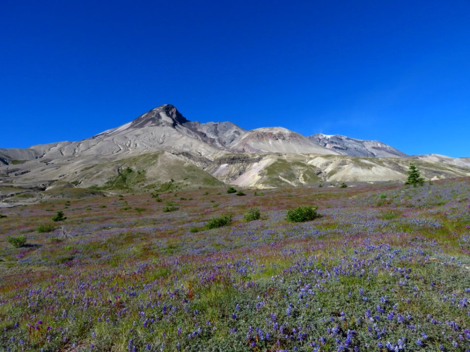 Wildflowers at Mt. St. Helens NM in WA