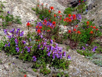 Wildflowers at Mt. St. Helens NM in WA