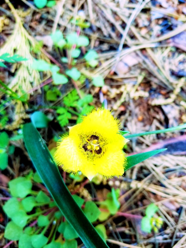 Calochortus Luteus, Redding Field Office