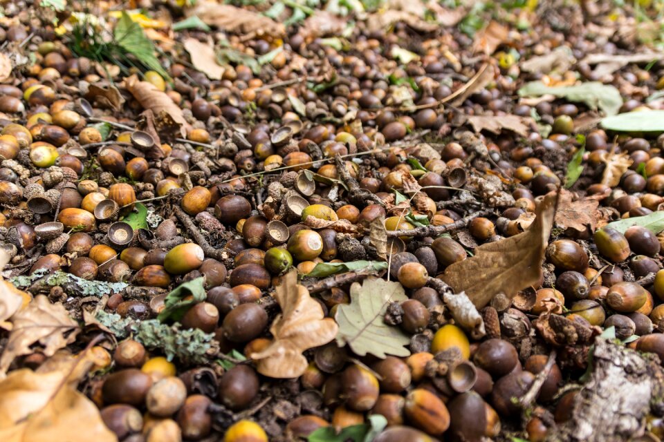 Autumn forest fruit brown