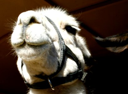 Smile When You Say Llama