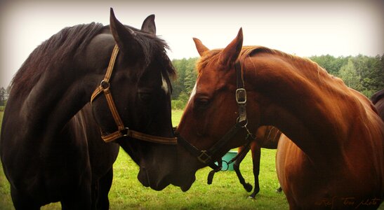 Animal farm stallion photo