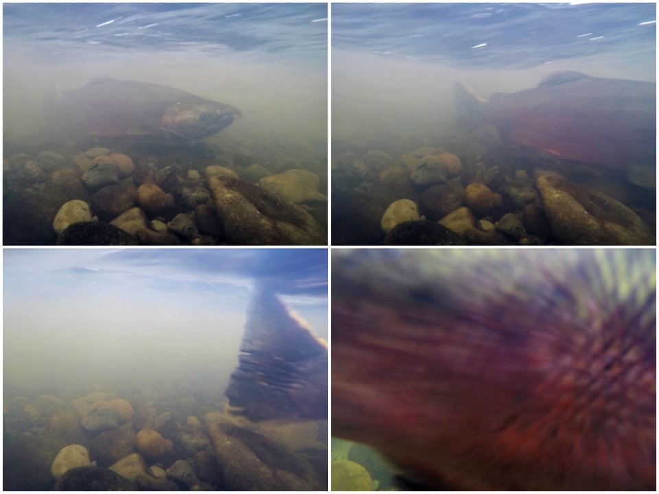 WINNER: Coho Salmon Slap, Arcata Field Office