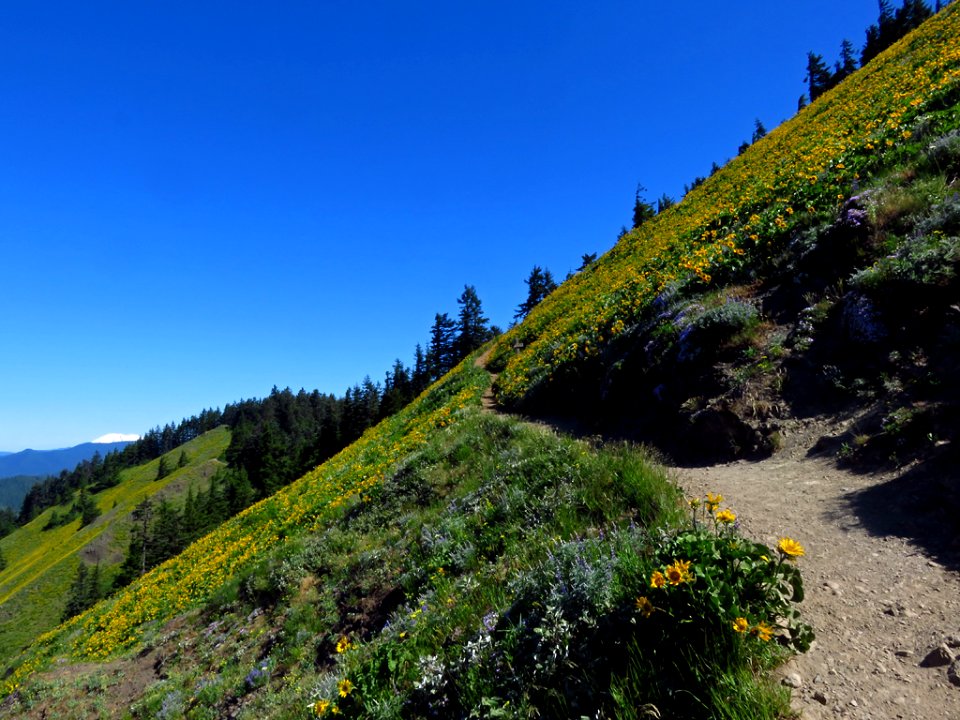 Dog Mountain Trail in Washington