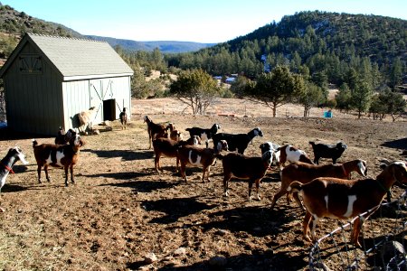 Goats Galore