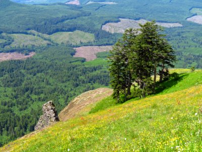Saddle Mountain Trail in OR