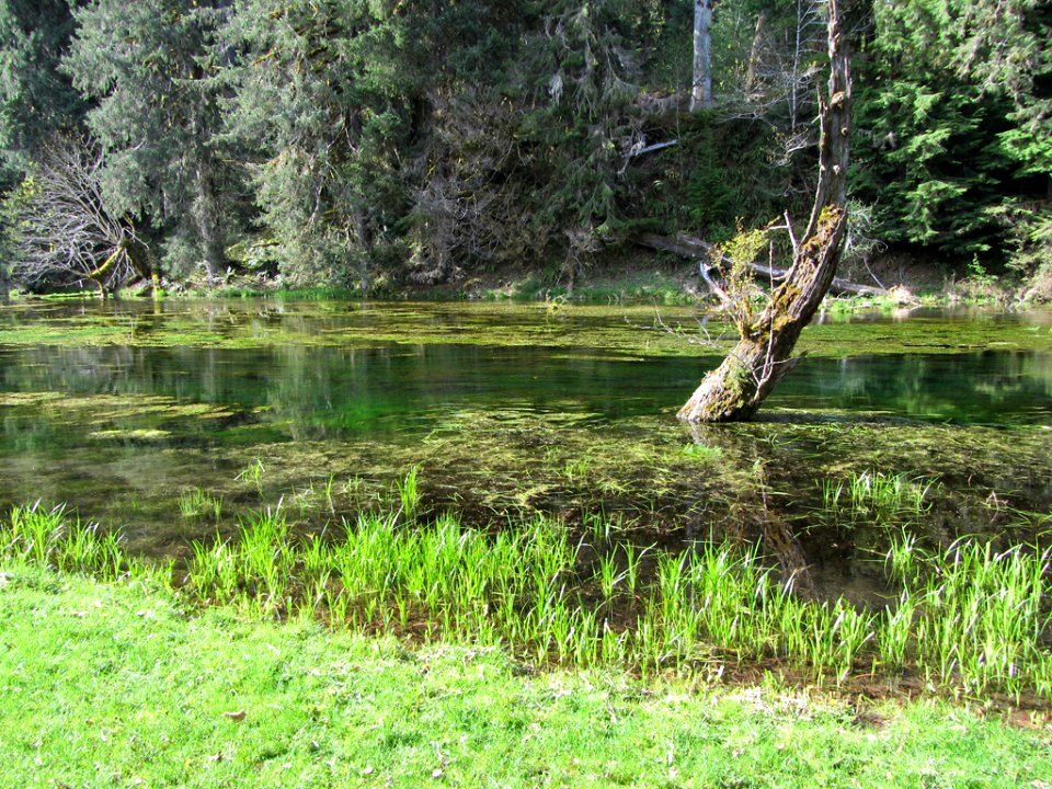 Hoh Rain Forest at Olympic NP in WA