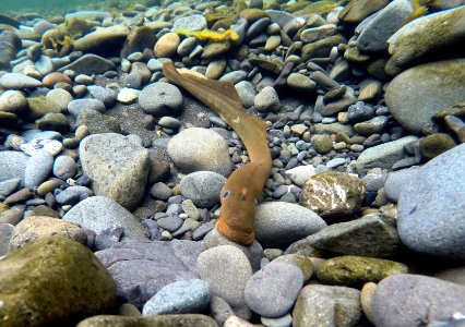 Lamprey in Arcata Field Office