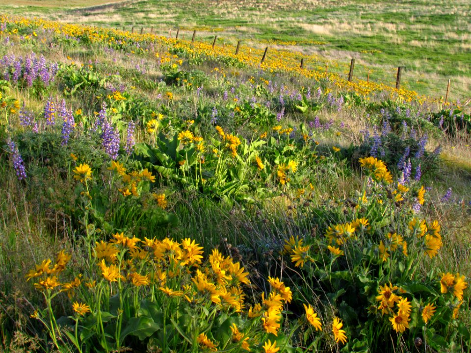 Wildflowers at Dalles Mt. Ranch in WA