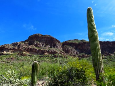 Organ Pipe Cactus NM in AZ