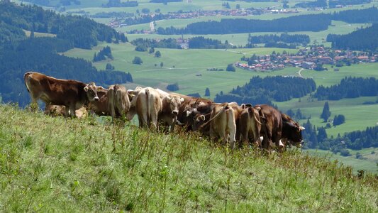 Kappler alpe cows view