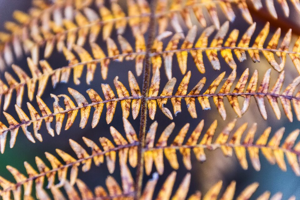 Plant autumn wild plant