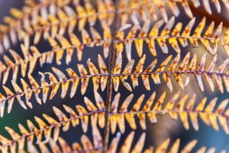 Plant autumn wild plant