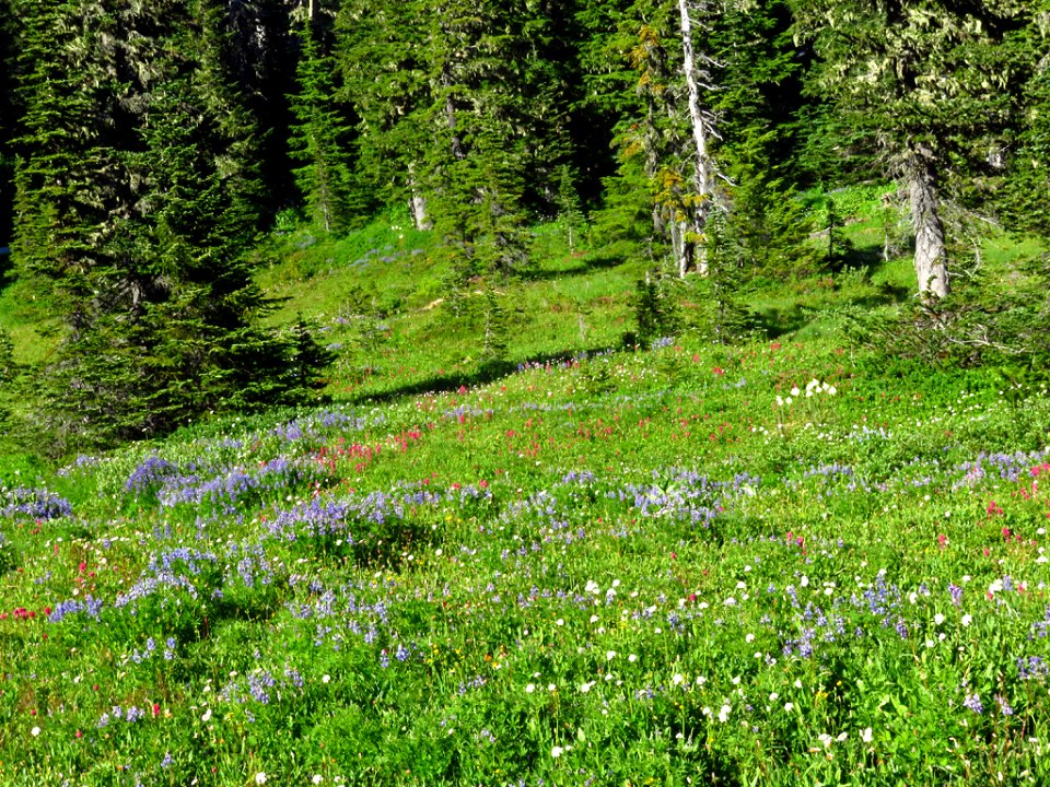 Wildflowers at Mt. Rainier NP in WA