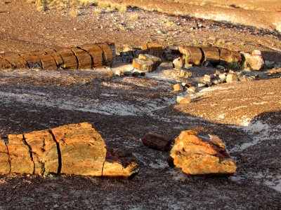 Crystal Forest at Petrified Forest NP in Arizona