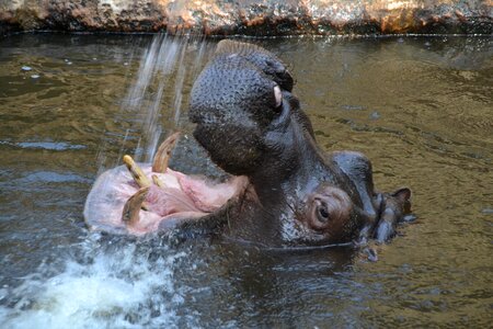 Hippopotamus herbivores mammals