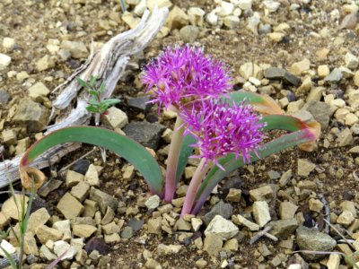 Flat Stemmed Onion, Applegate Field Office