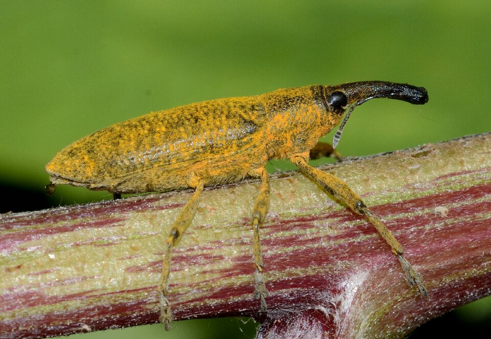 Lixus pulverulentus macro
