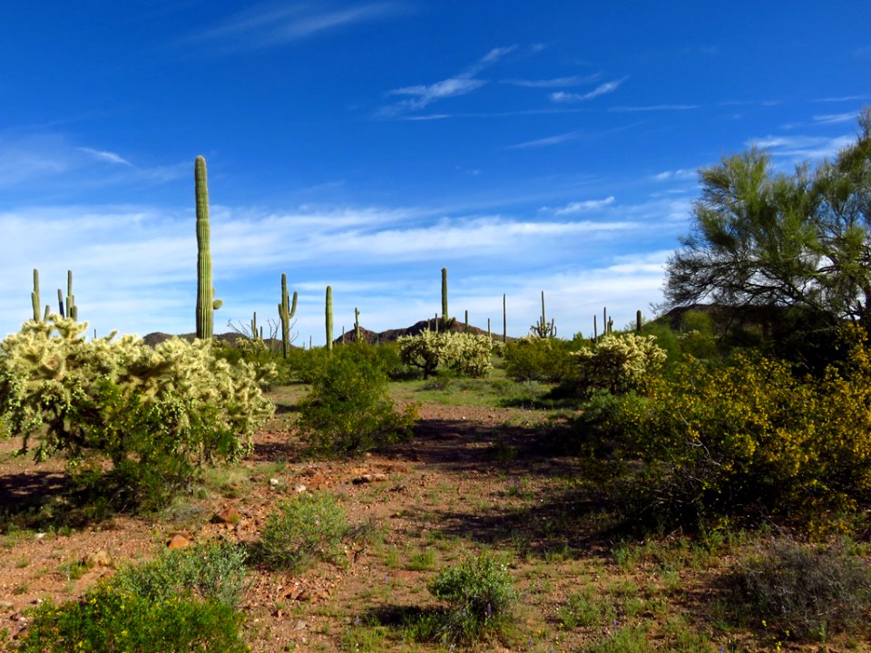 Organ Pipe Cactus NM in AZ