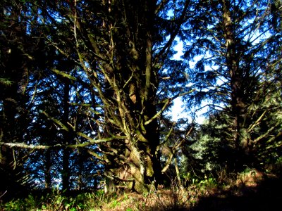 Forest at God's Thumb Hike in OR