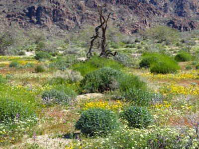 Cottonwood Spring with Wildflowers at Joshua Tree NP in CA photo