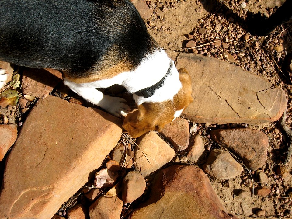 Fresa Looking for Bones