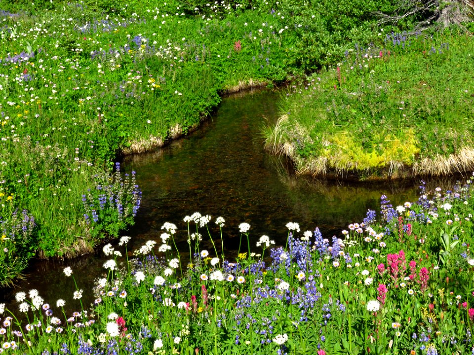 Wildflowers at Mt. Rainier NP in WA