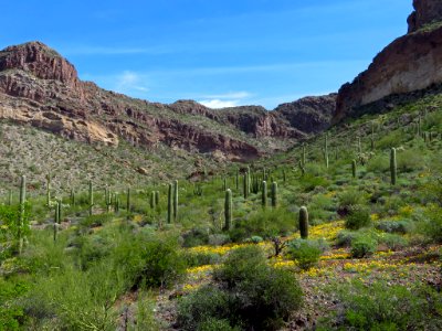 Wildflowers at Organ Pipe Cactus NM in AZ photo