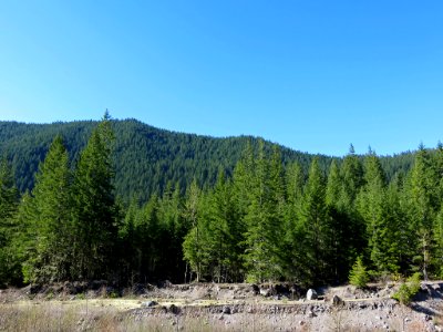 Ramona Falls Hike at Mt. Hood Wilderness in Oregon