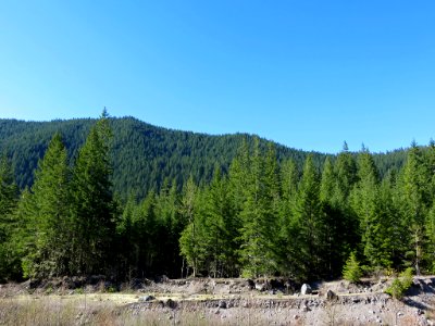 Ramona Falls Hike at Mt. Hood Wilderness in Oregon photo