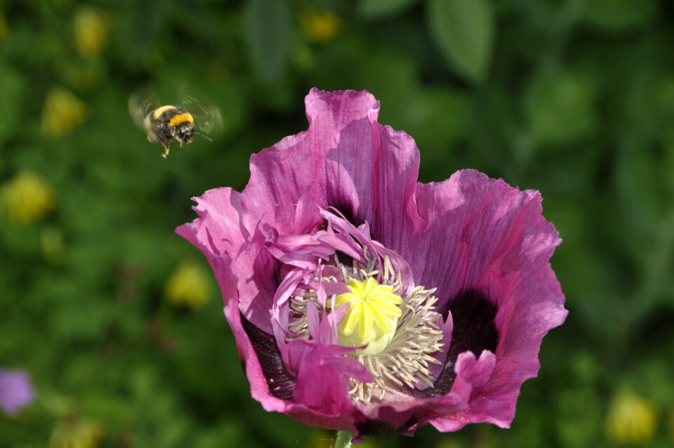 Purple poppy fly