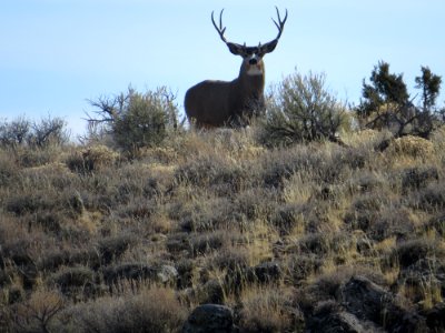 Mule Deer, Applegate Field Office