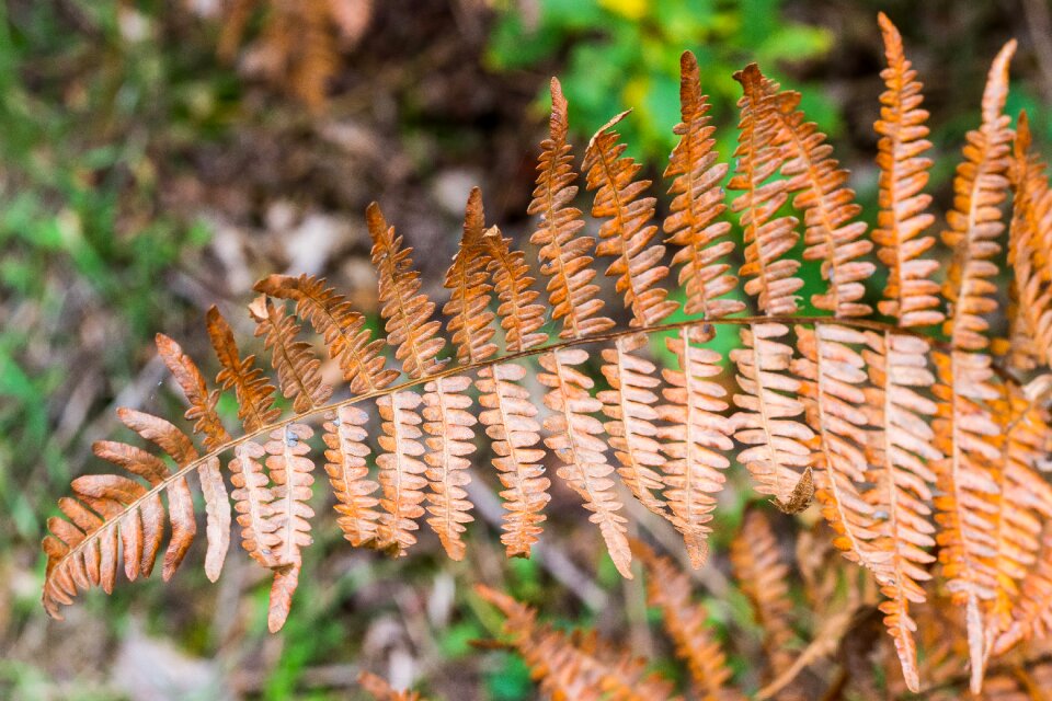 Autumn wild plant polypodiopsida