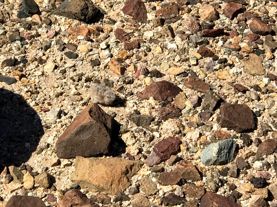 Poorwill Hatchling Among the rocks, Palm Springs South Coast Field Office