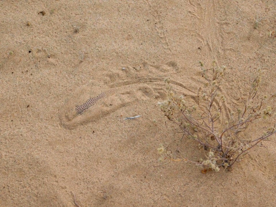 Mojave fringe toed lizard in hiding, Palm Springs South Coast Field Office
